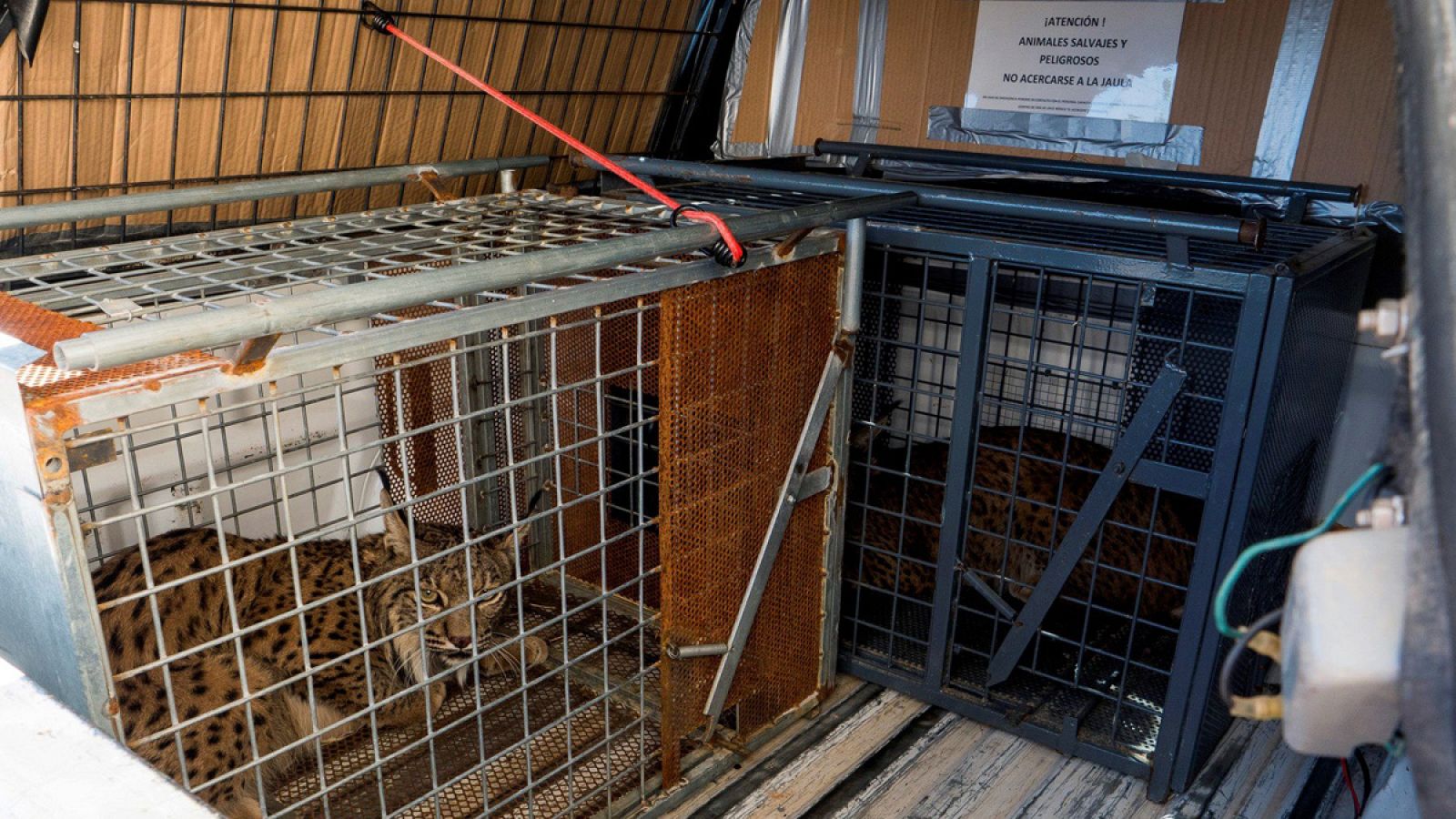 Fotografía de la llegada de varios ejemplares de lince ibérico, evacuados del sur de Portugal.