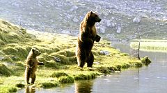 Kiwi, protagonista de la película 'El oso', será trasladado a un zoo más grande