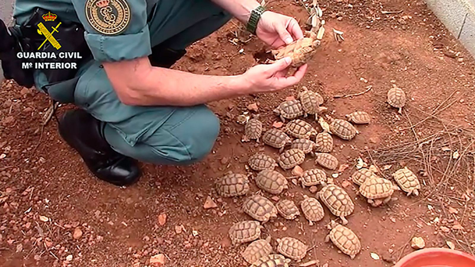 Un agente de la Guardia Civil junto a las tortugas capturadas durante una operación en Llucmajor en las Islas Baleares.