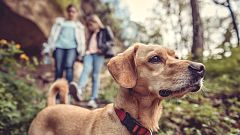 Vivir cerca de espacios verdes urbanos se asocia con menos riesgo de cáncer de mama
