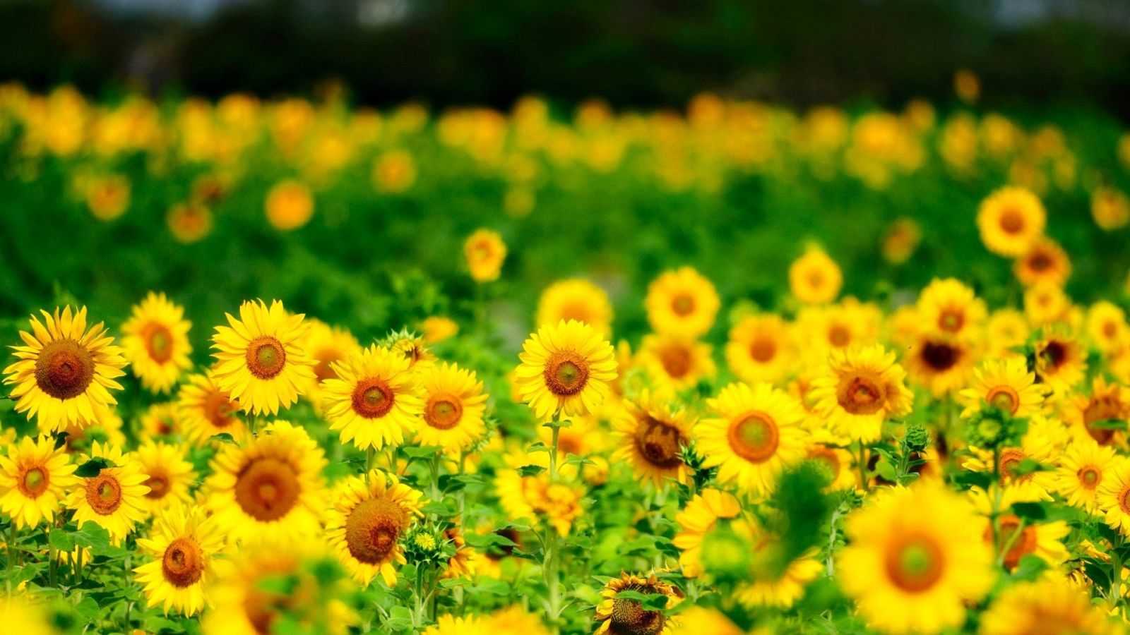 Septiembre Radio Clasica