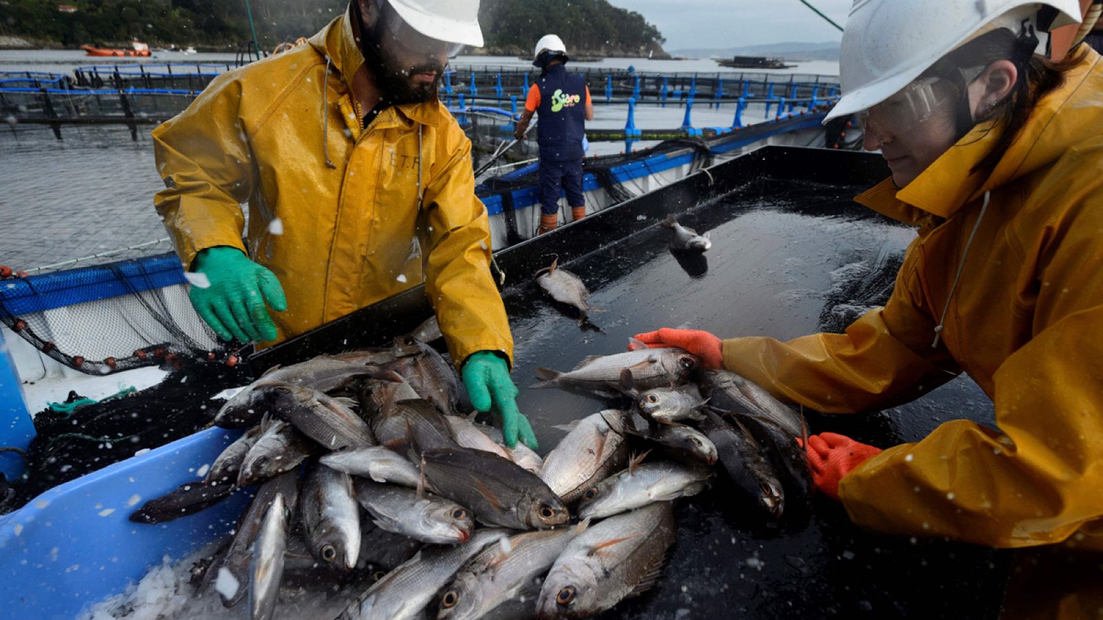 Trabajadores de una granja marina