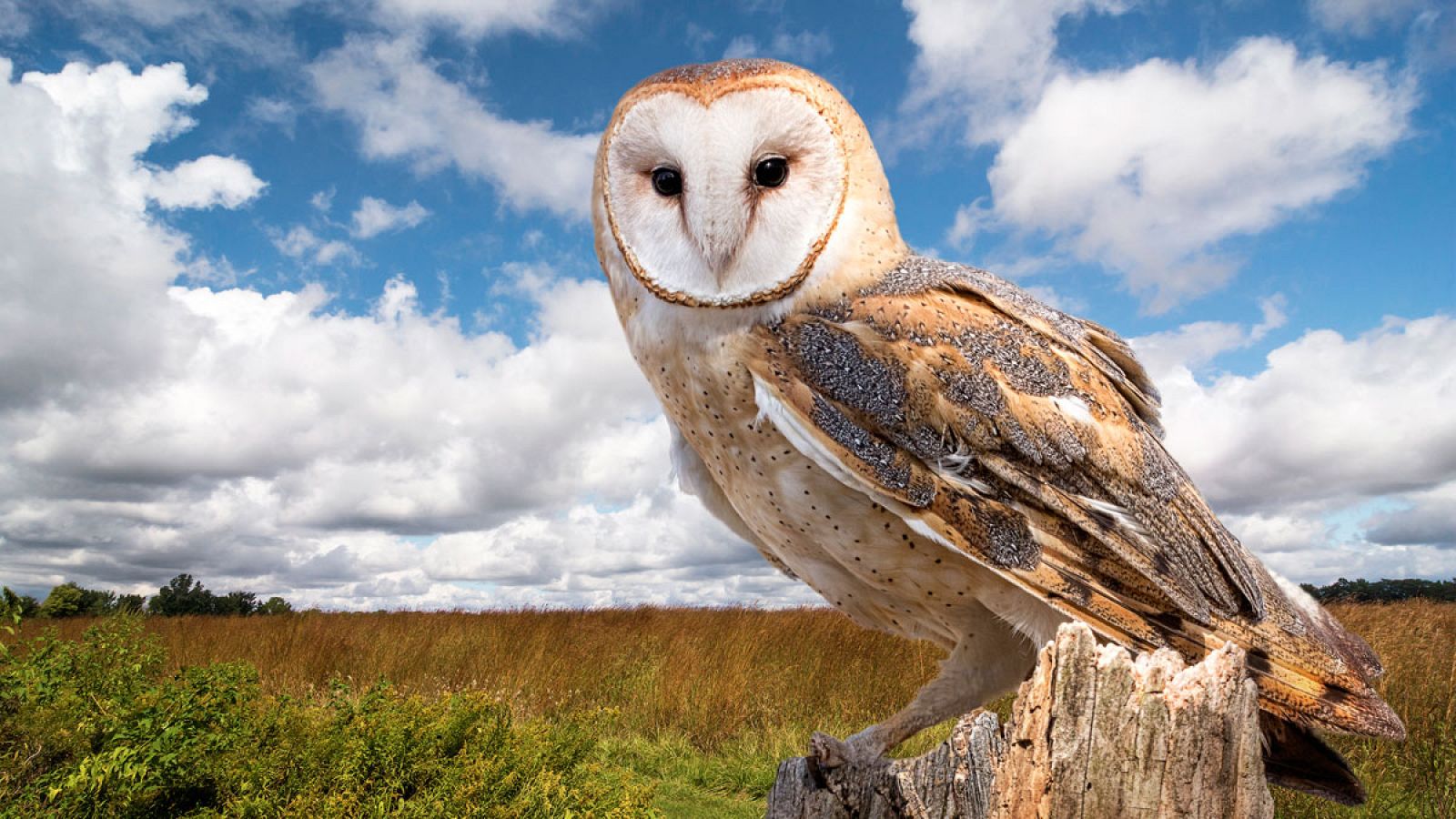 Ejemplar de lechuza común (Tyto alba).