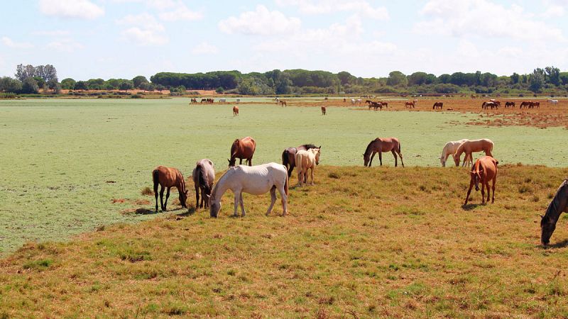 WWF denuncia que el regadío y los pozos ilegales siguen creciendo en Doñana