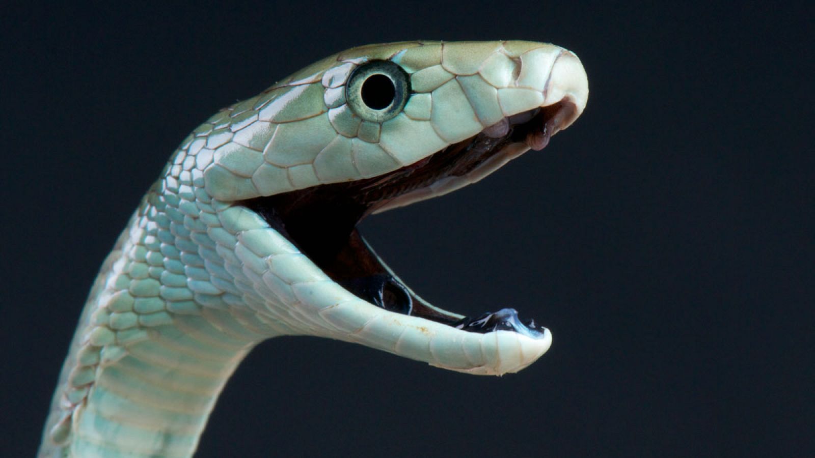 La mamba negra ('Dendroaspis polylepis') es una especie de serpiente africana venenosa de la familia Elapidae.