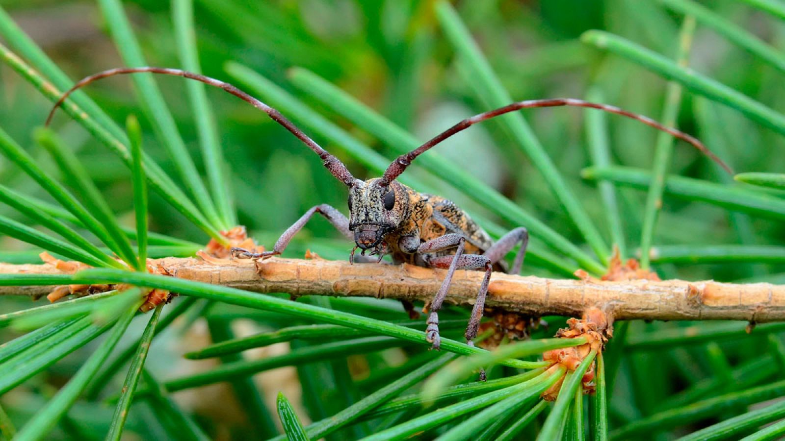 Una especie invasora microscópica amenaza los bosques de coníferas de la Península Ibérica.