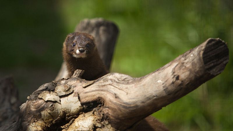 El visón europeo se enfrenta a su extinción en un plazo de 5 a 7 años