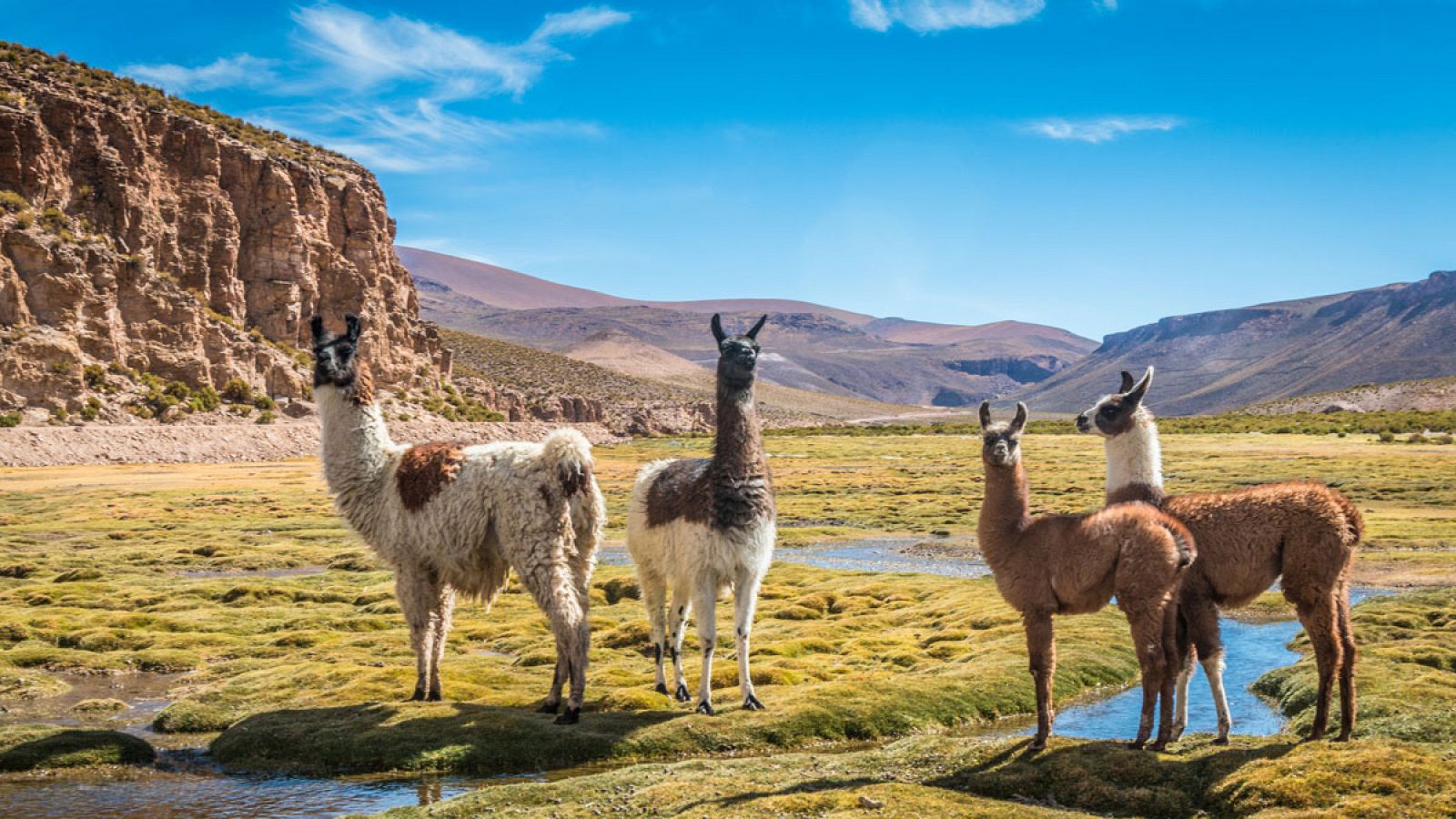 La llama ('Lama glama') es una especie a la que los investigadores suelen recurrir por su singularidad genética.