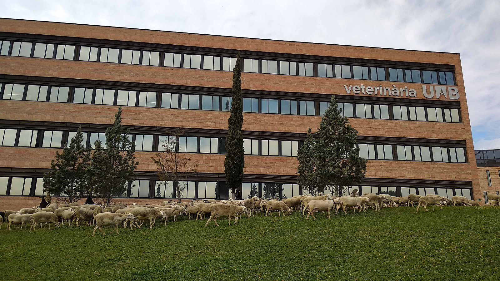 fac-veterinria-uab-1