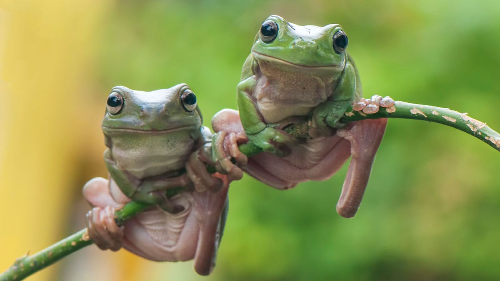 Los científicos han reconstruido la historia evolutiva de 24 especies de ranas desde su antepasado común.