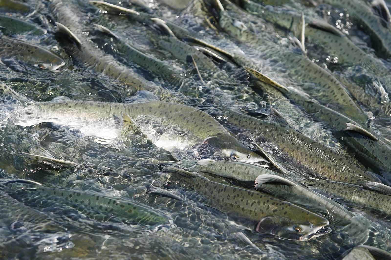 Thousands of pink salmon can be seen swimming upstream to spawn in Valdez, Alaska