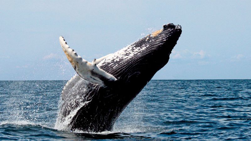 Las ballenas jorobadas regresan al Mediterráneo