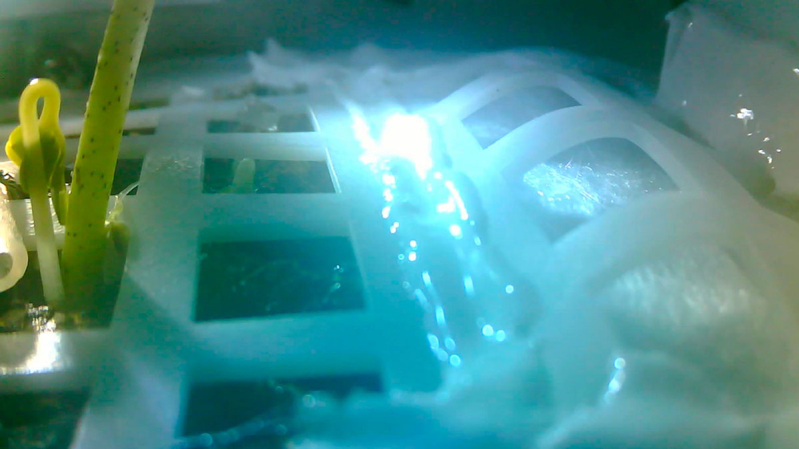 Las imágenes enviadas por la Chang'e 4 muestran un brote de algodón que ha germinado con éxito.