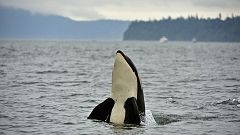 Las orcas "asesinas" son en realidad pacíficas y sensibles