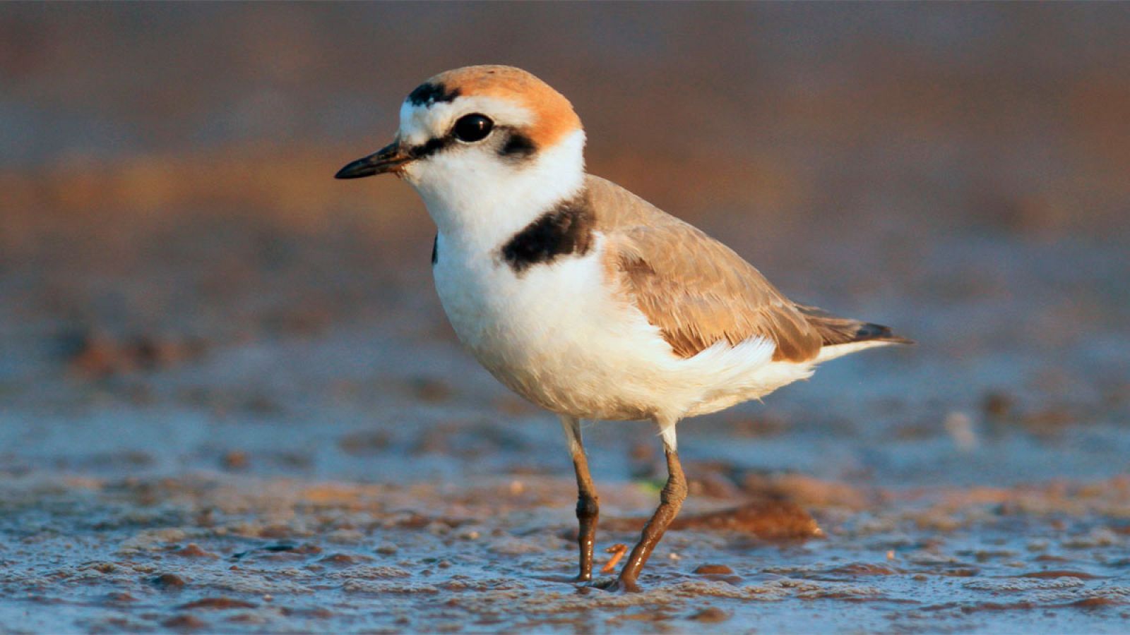 El chorlitejo patinegro es un pájaro pequeño que habita en ecosistemas acuáticos y se alimenta de insectos.