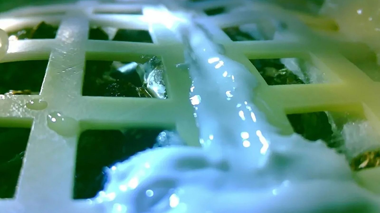 Imagen facilitada el pasado 15 de enero de 2019, que mostraba el brote germinado de una semilla de algodón en la Luna.