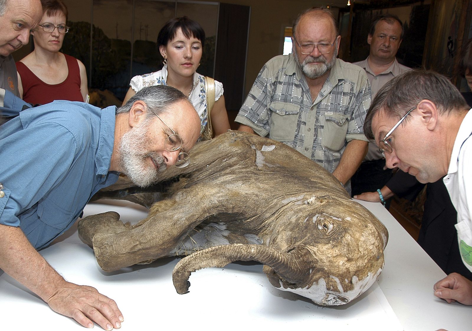 Scientists inspect the carcass of a baby mammoth in the Arctic city of Salekhard