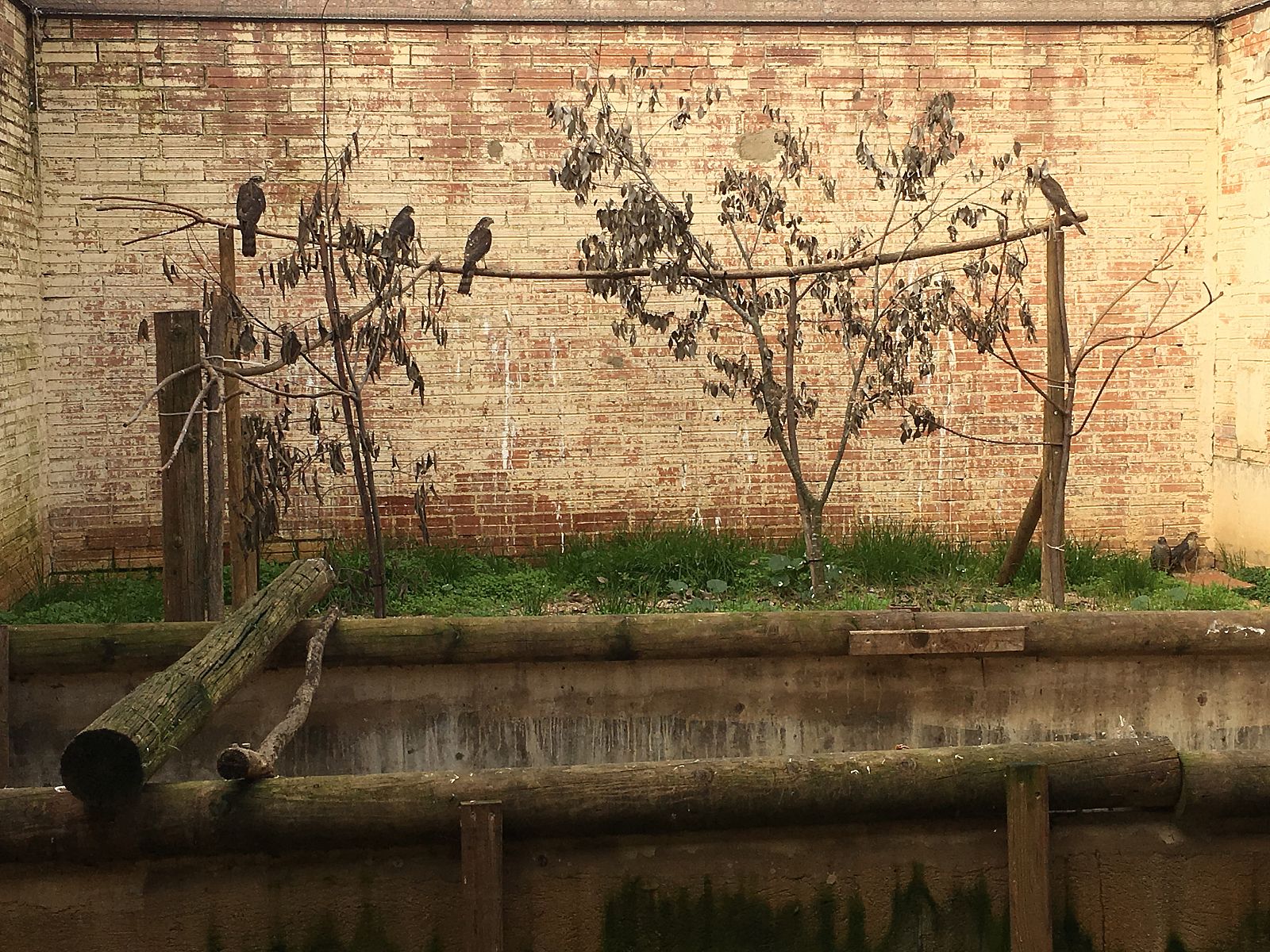 'La meva mascota i jo'