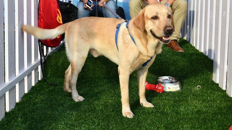 Los hogares de acogida y sus diferencias con la adopción, falsas creencias
