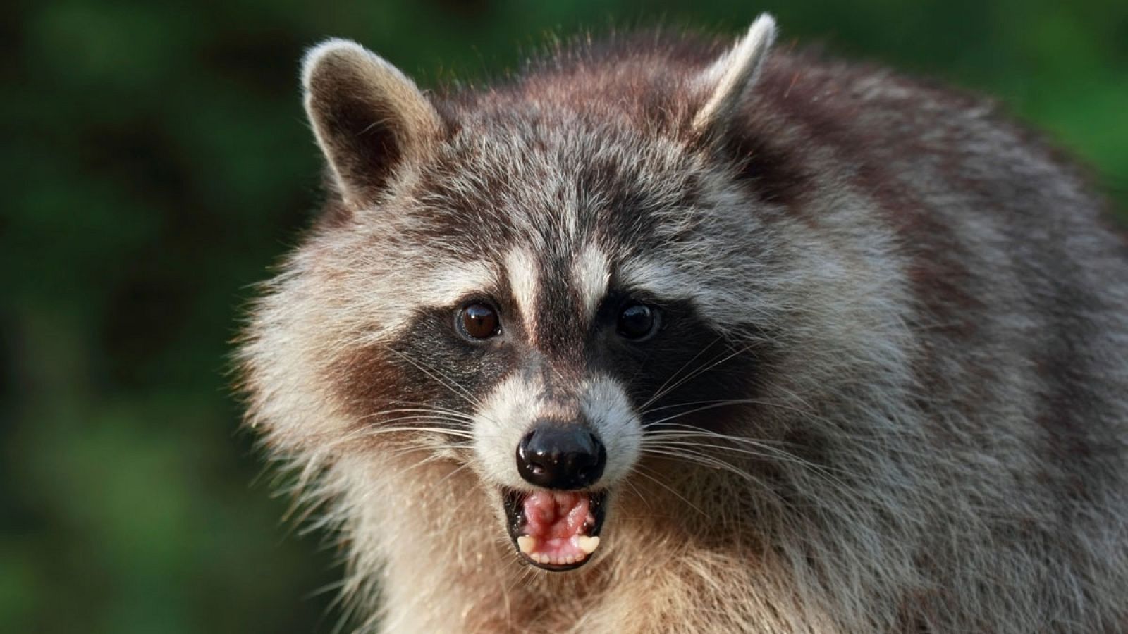El mapache es un mamífero carnívoro que vive en los bosques de América del Norte.