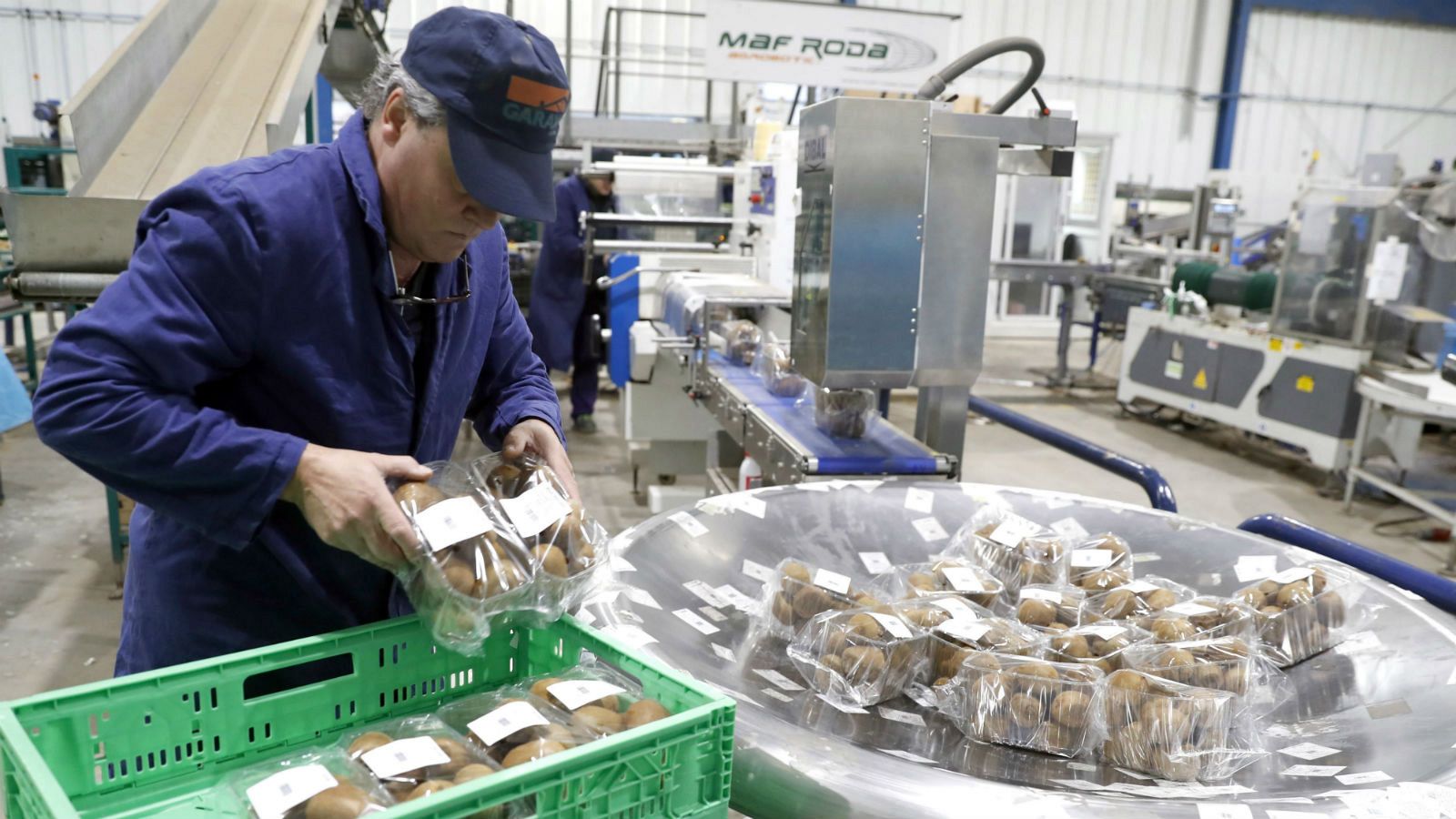 Un trabajador empaqueta kiwis