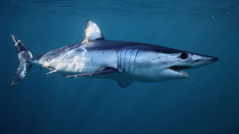 Diecisiete especies de tiburón están en peligro de extinción