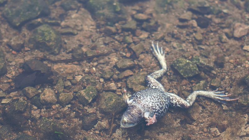 Un hongo asiático ha provocado la extinción de 90 especies de anfibios en solo 50 años