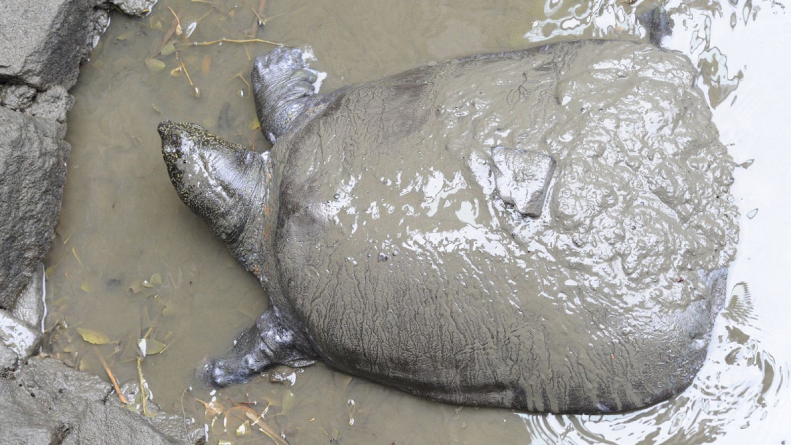 Fotografía realizada el 6 de mayo de 2015 que muestra una tortuga del Yangtsé en el barro en su recinto en el zoo de Suzhou en China.