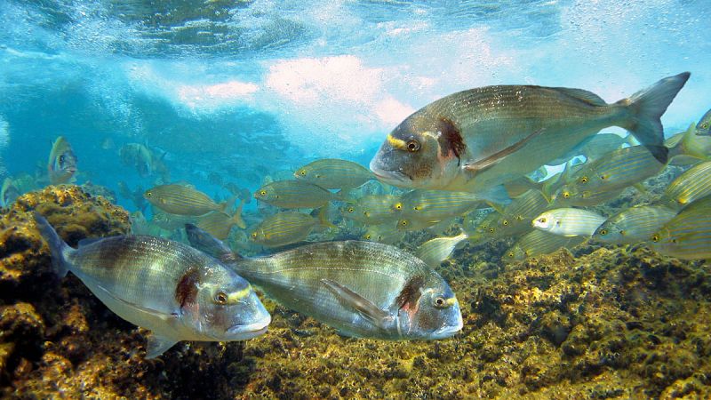 Detectan en peces acumulación de antidepresivos, antibióticos y componentes de cremas solares