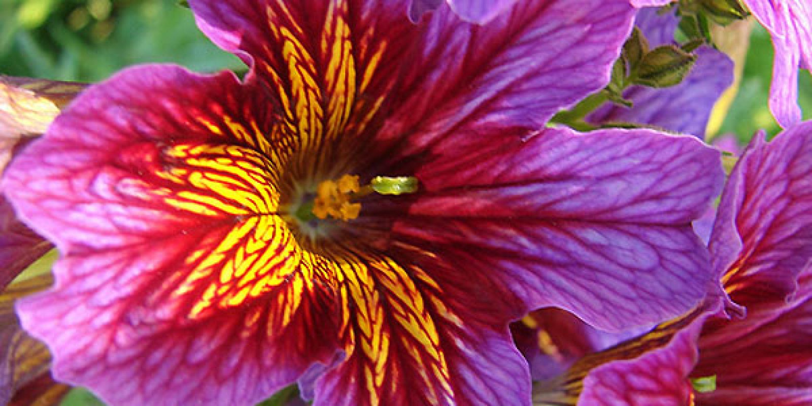 Identifican la proteína que da color a los flores