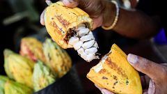 El cacao natural es el único que mantiene todas sus propiedades antioxidantes