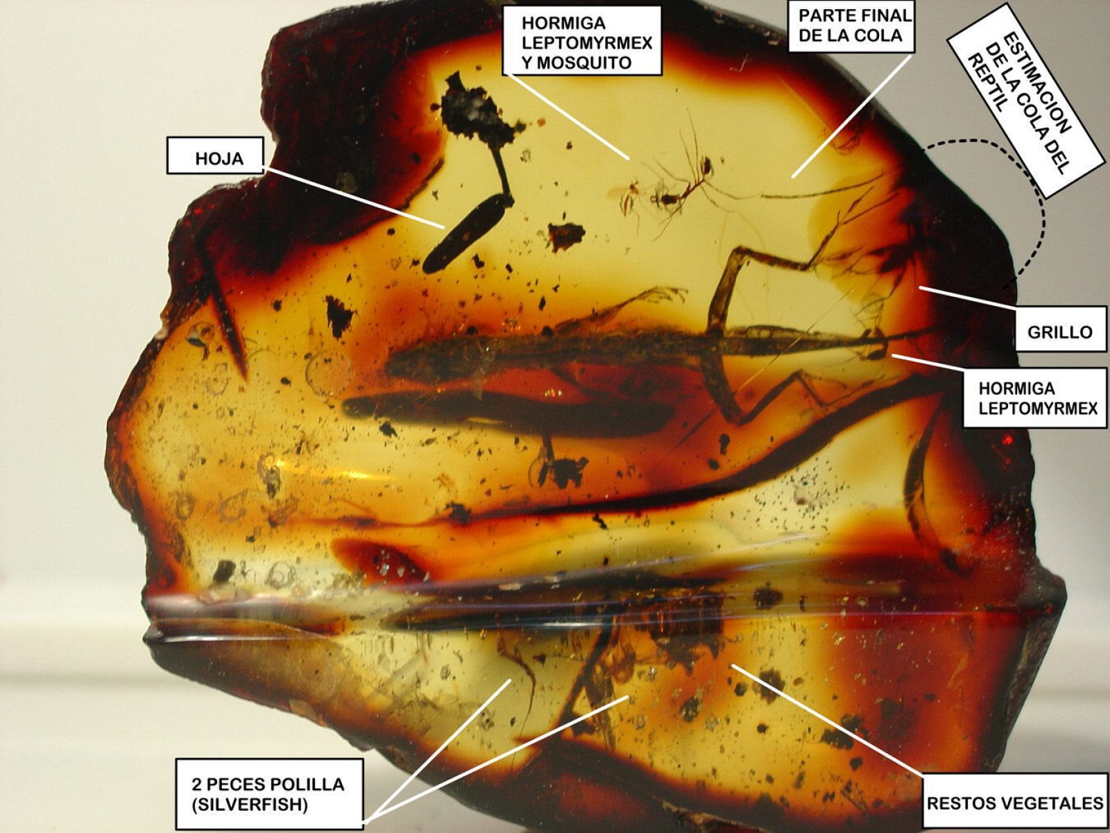 DESCUBREN EN MÉXICO LAGARTIJA DE 23 MILLONES DE AÑOS ATRAPADA EN ÁMBAR