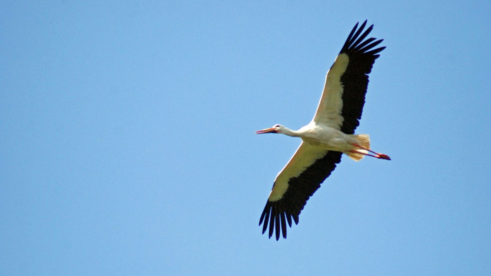 Los impactos con aves, un riesgo creciente en los aeropuertos españoles