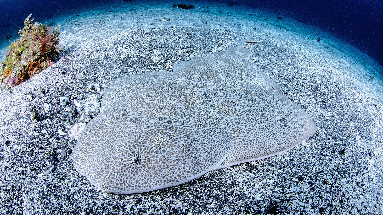 Las Islas Canarias son el último bastión donde se puede observar con regularidad a estos tiburones.