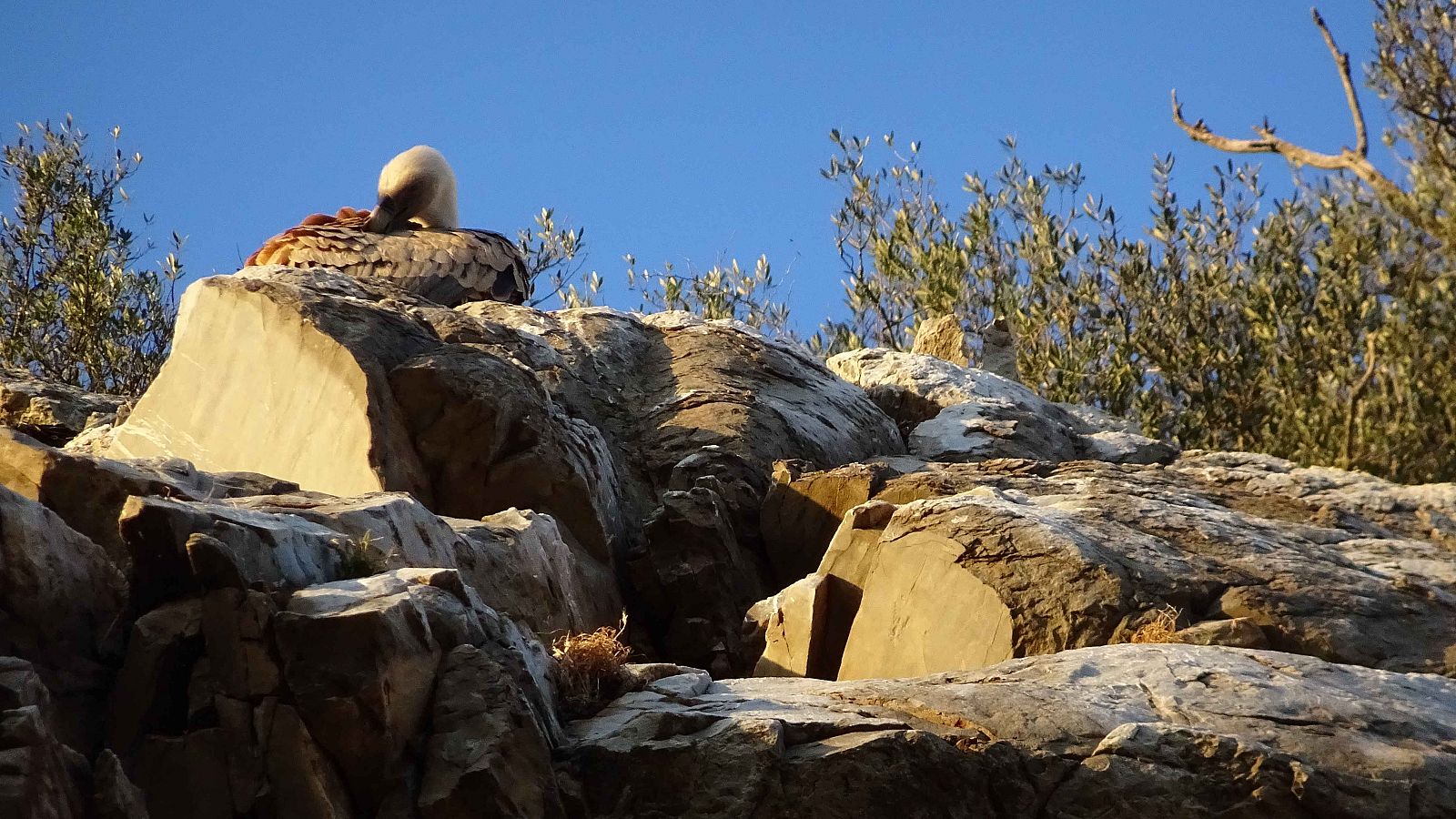 Avistamiento de aves