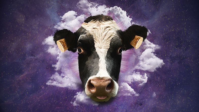 El Doctor Music Festival se cancela por falta de público