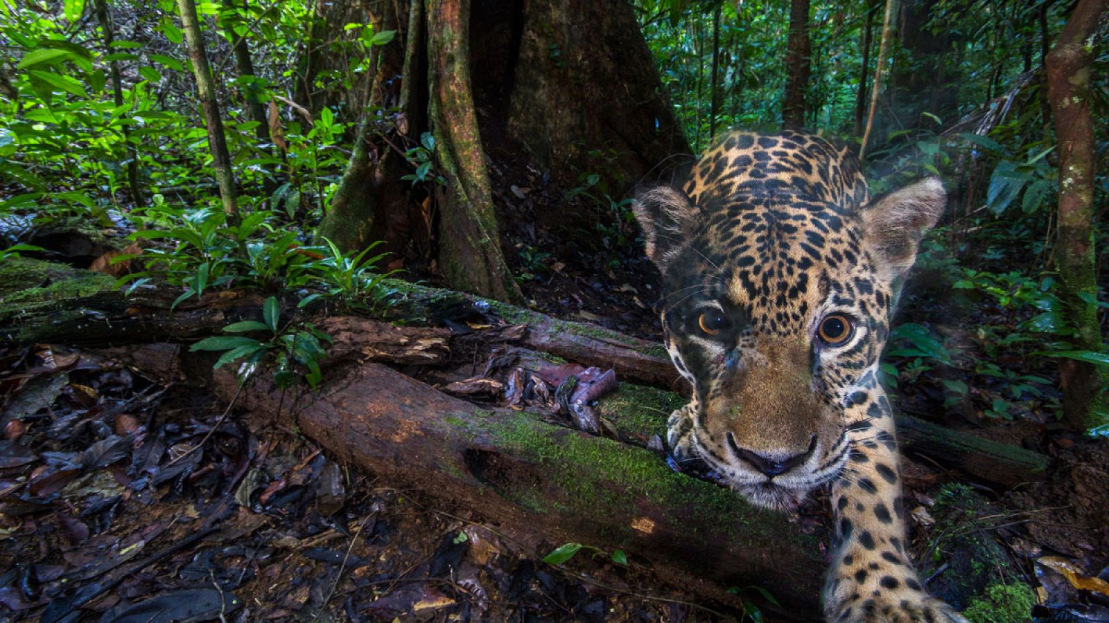 Capturan imágenes de alta resolución de jaguares cerca del Amazonas