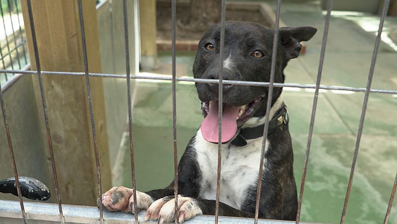 Los abandonos de perros y gatos aumentan levemente, según la Fundación Affinity