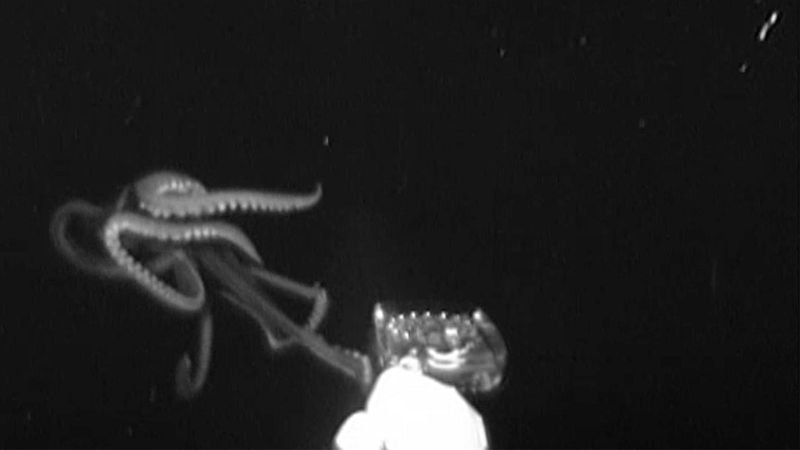 Un calamar gigante, filmado en las profundidades del Golfo de México