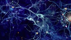 Logran regenerar las conexiones neuronales en modelos de mosca con alzhéimer
