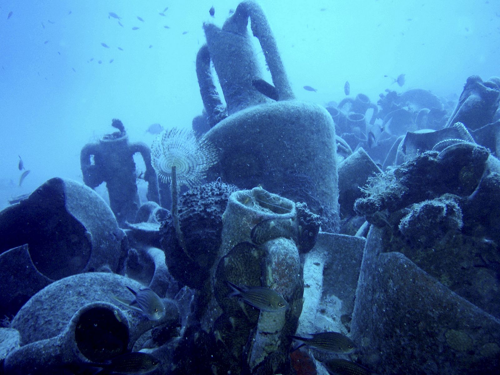 Ánforas y otros restos del "naufragio de Mazotos"