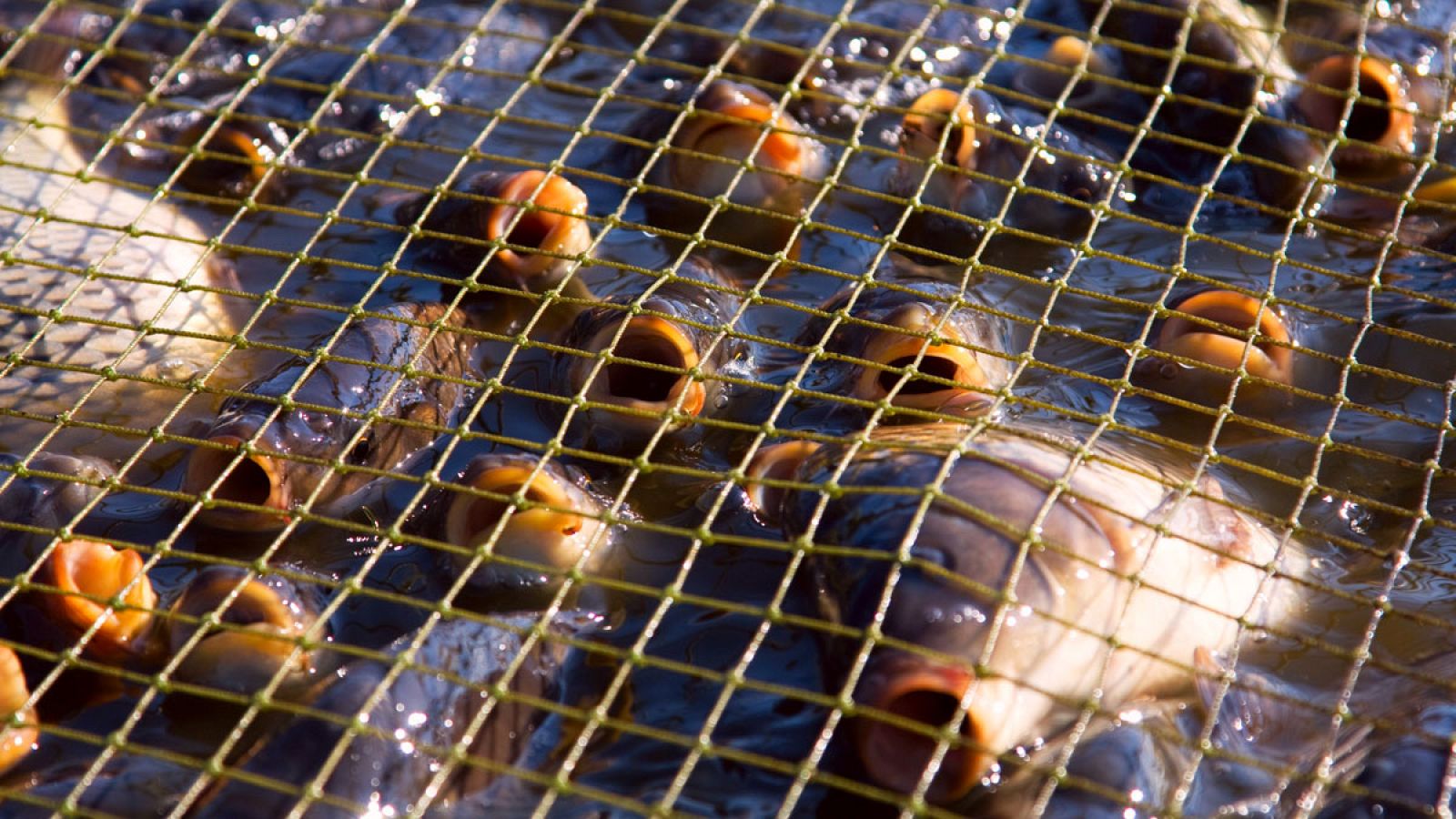 El Día de Sobrecapacidad de la Tierra se calcula tras comparar la demanda anual de recursos naturales con la capacidad que tiene la Tierra para regenerarlos.