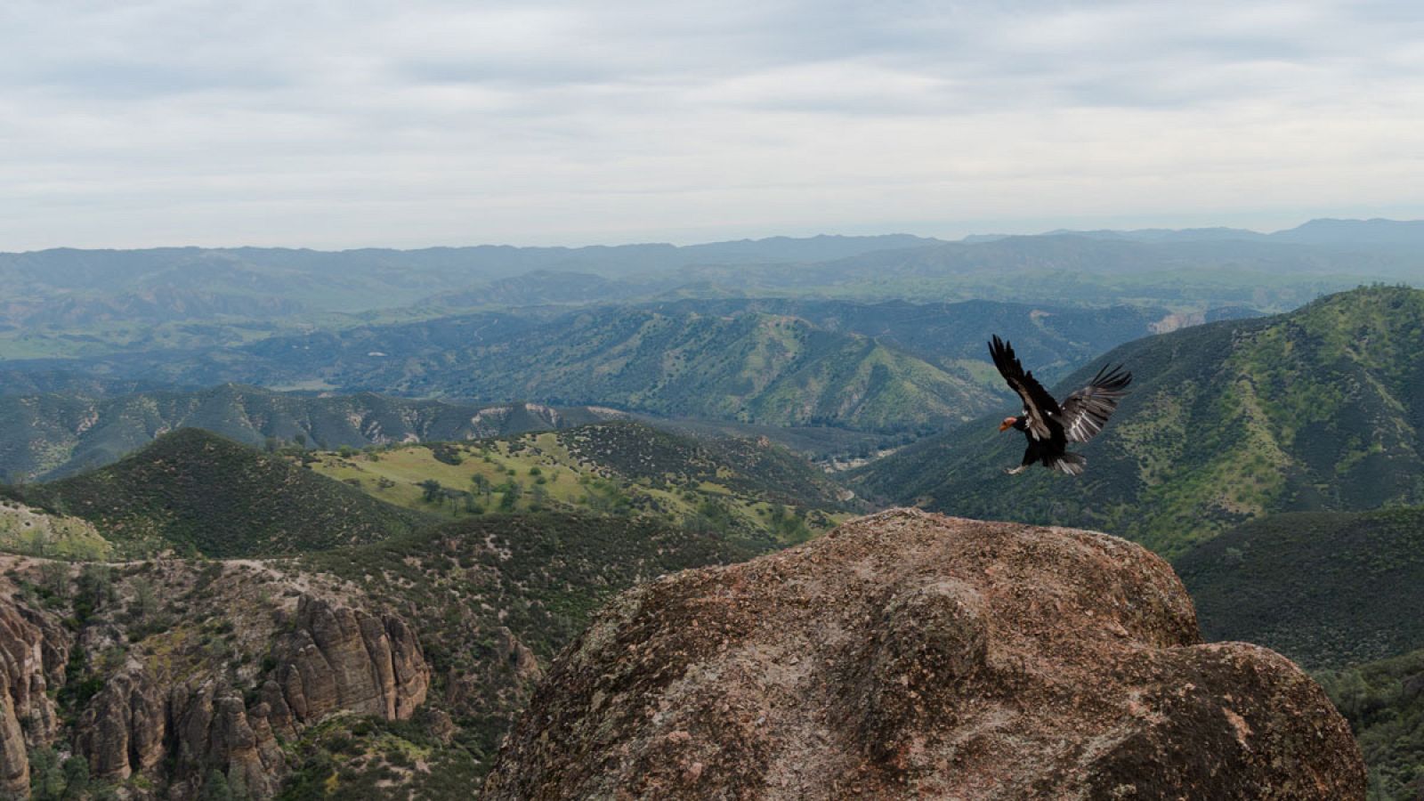 Más de la mitad de los cóndores californianos que existen vuelan en libertad en California, Arizona y Utah.