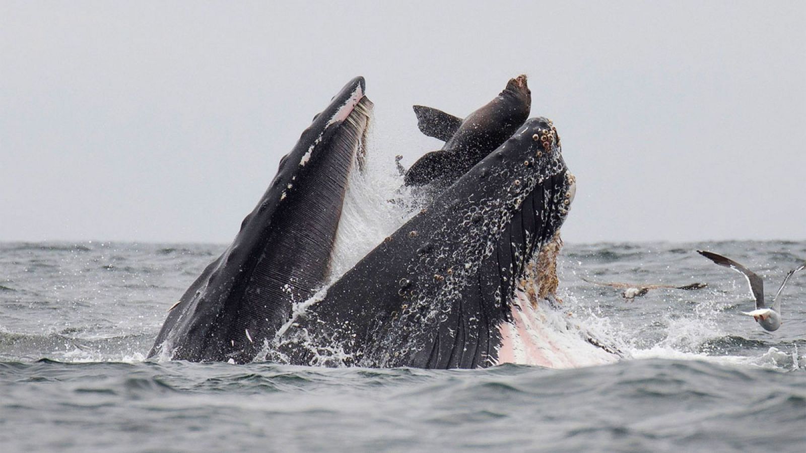 Momento en el que el león marino cae en la boca abierta de la ballena jorobada.