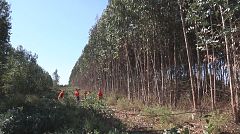 'Comando al sol': de una selva de eucaliptos en Huelva al frescor y la música de la Sierra de Gredos