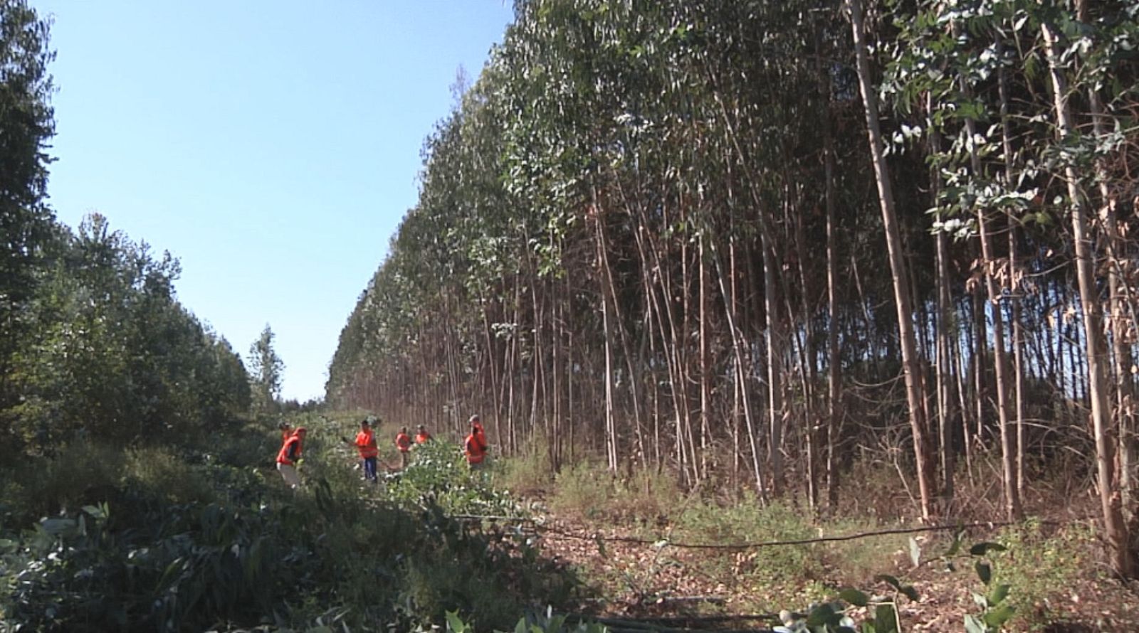 'Comando al sol': de una selva de eucaliptos en Huelva al frescor y la música de la Sierra de Gredos
