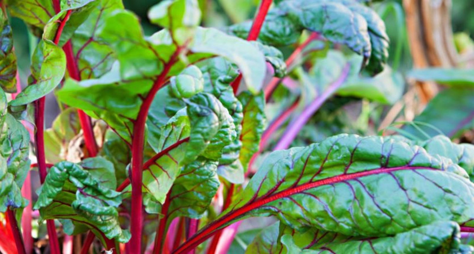 La cosecha de final de verano