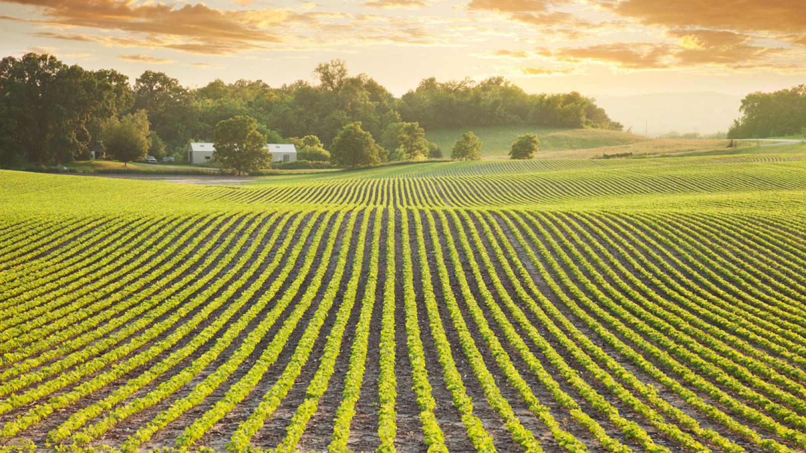 Un campo de soja en Minnesota
