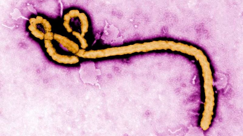 Consiguen inmunizar a monos del ébola tras inocularles el virus con una mutación
