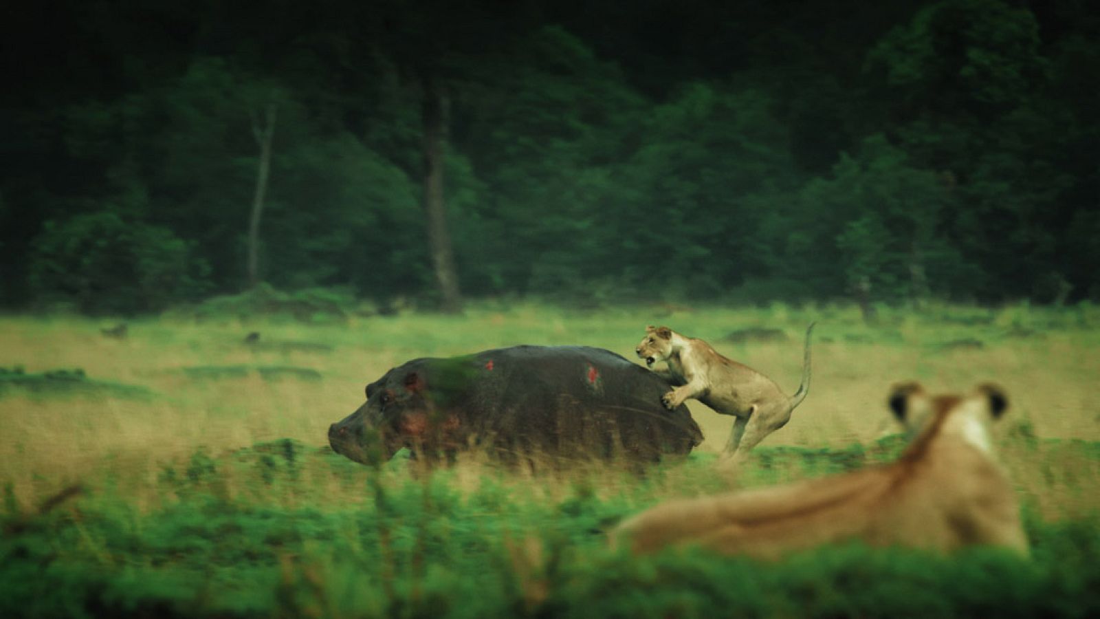 Cazadores salvajes mostrará el mundo de los leones